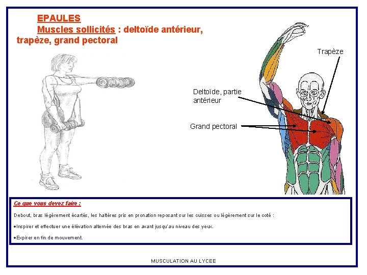 EPAULES Muscles sollicités : deltoïde antérieur, trapèze, grand pectoral Trapèze Deltoïde, partie antérieur Grand