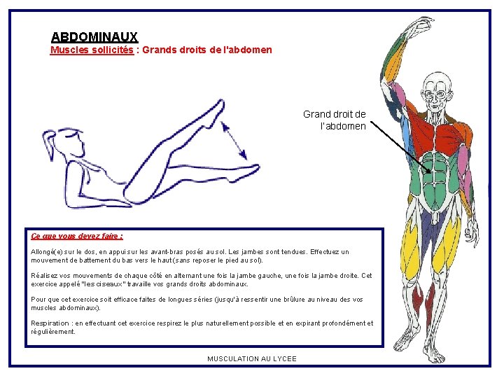 ABDOMINAUX Muscles sollicités : Grands droits de l'abdomen Grand droit de l’abdomen Ce que