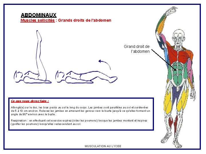 ABDOMINAUX Muscles sollicités : Grands droits de l'abdomen Grand droit de l’abdomen Ce que
