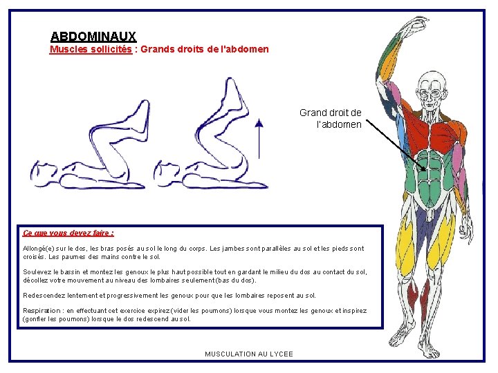 ABDOMINAUX Muscles sollicités : Grands droits de l'abdomen Grand droit de l’abdomen Ce que