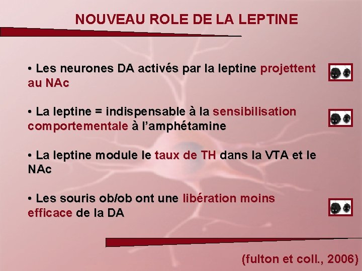 NOUVEAU ROLE DE LA LEPTINE • Les neurones DA activés par la leptine projettent