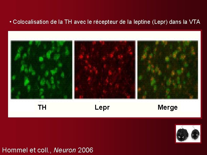  • Colocalisation de la TH avec le récepteur de la leptine (Lepr) dans