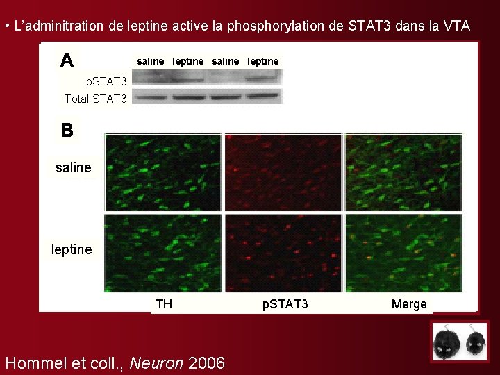  • L’adminitration de leptine active la phosphorylation de STAT 3 dans la VTA