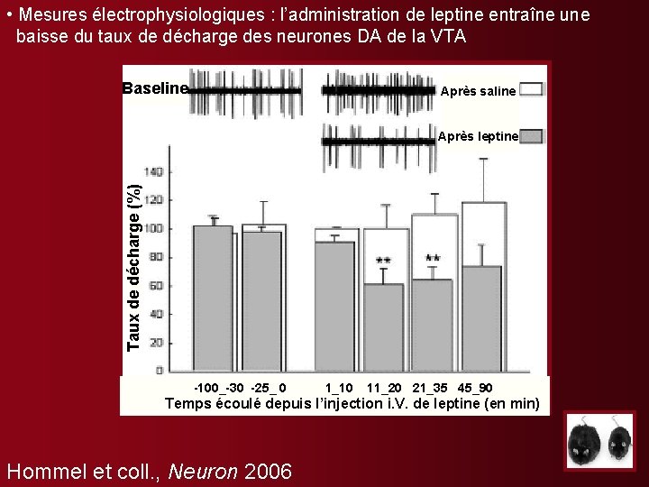  • Mesures électrophysiologiques : l’administration de leptine entraîne une baisse du taux de