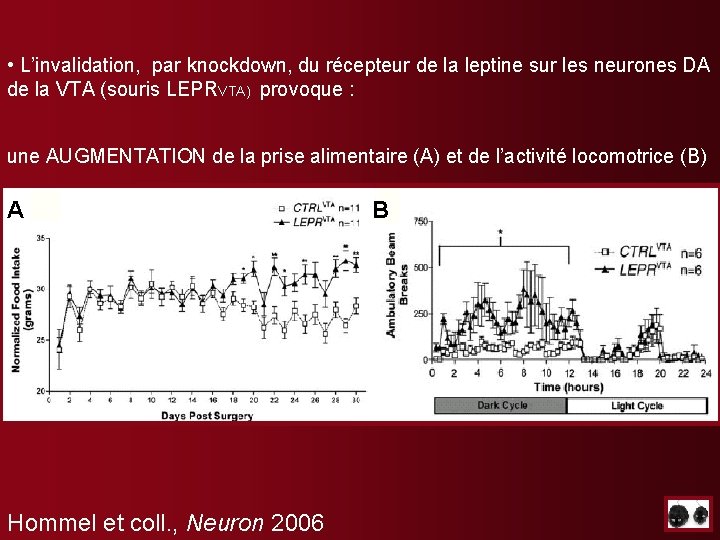 • L’invalidation, par knockdown, du récepteur de la leptine sur les neurones DA