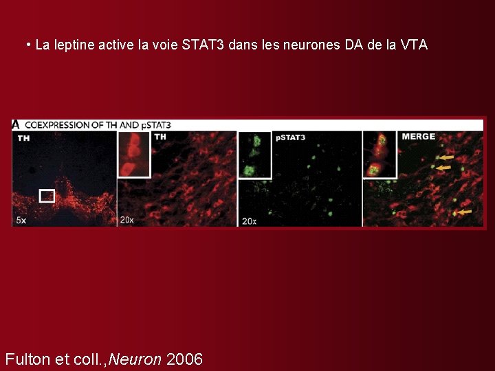  • La leptine active la voie STAT 3 dans les neurones DA de