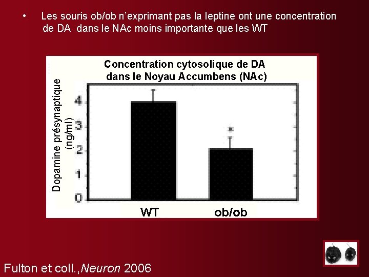 Les souris ob/ob n’exprimant pas la leptine ont une concentration de DA dans le