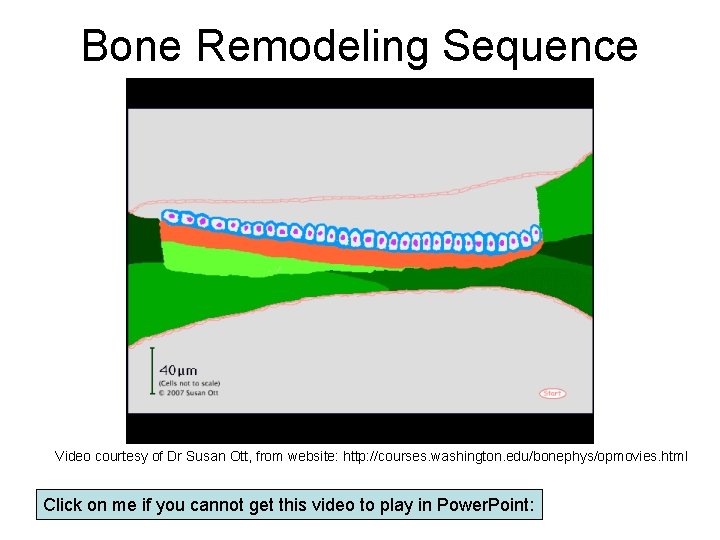 Bone Remodeling Sequence Video courtesy of Dr Susan Ott, from website: http: //courses. washington.