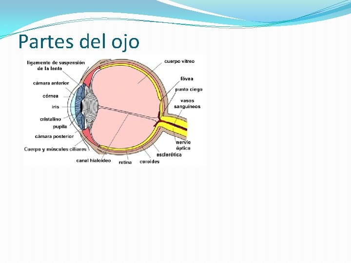 Partes del ojo 