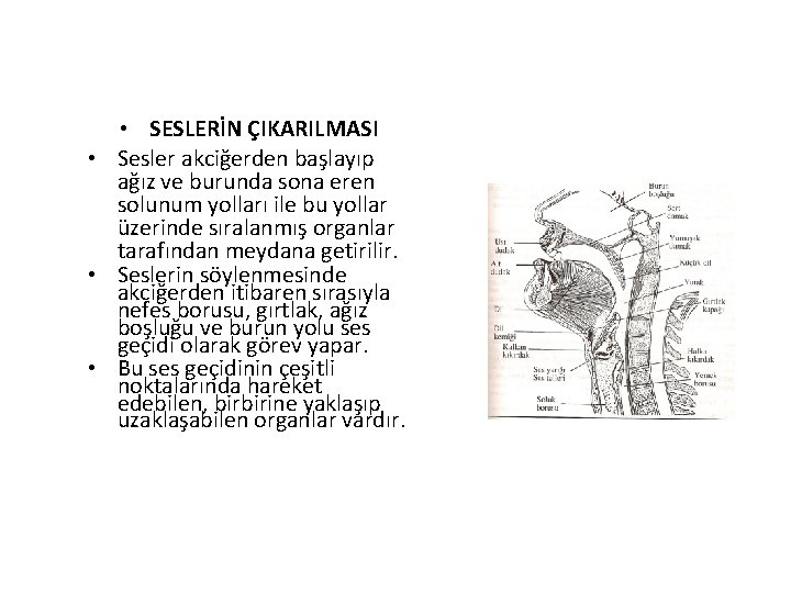  • SESLERİN ÇIKARILMASI • Sesler akciğerden başlayıp ağız ve burunda sona eren solunum