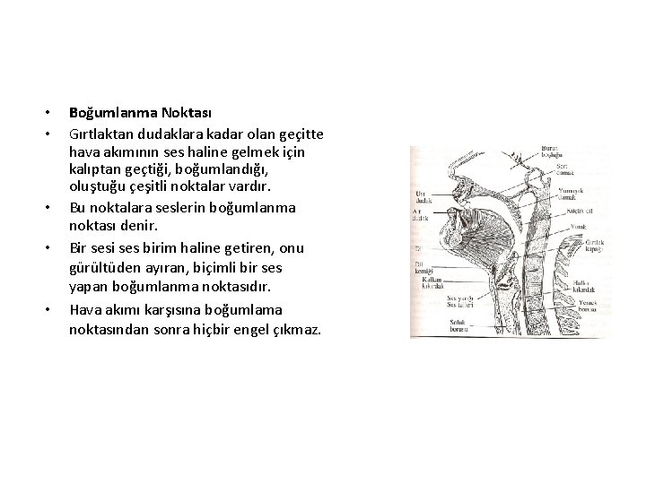  • • • Boğumlanma Noktası Gırtlaktan dudaklara kadar olan geçitte hava akımının ses