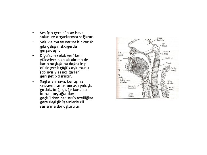  • • Ses için gerekli olan hava solunum organlarınca sağlanır. Soluk alma ve