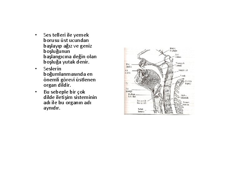  • • • Ses telleri ile yemek borusu üst ucundan başlayıp ağız ve