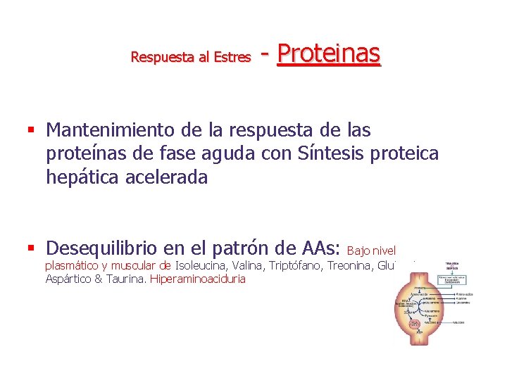 Respuesta al Estres - Proteinas § Mantenimiento de la respuesta de las proteínas de