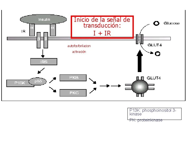 Inicio de la señal de transducción: I + IR autofosforilacion activación P 13 K: