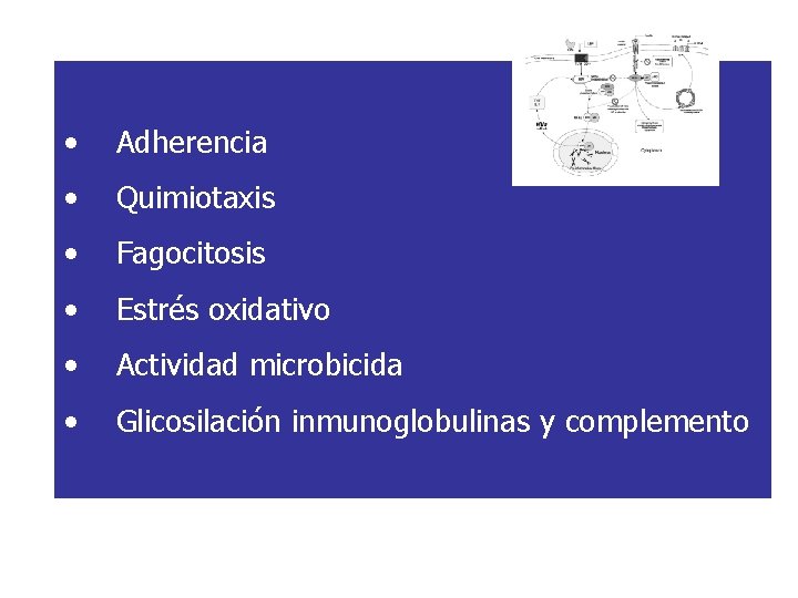  • Adherencia • Quimiotaxis • Fagocitosis • Estrés oxidativo • Actividad microbicida •