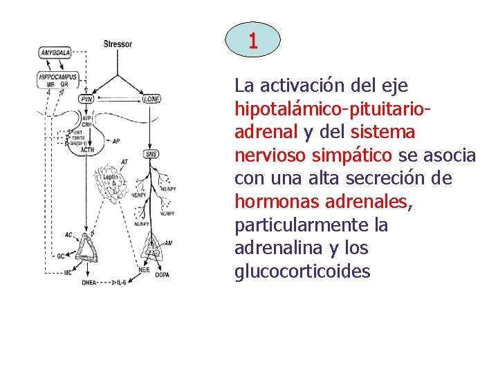1 La activación del eje hipotalámico-pituitarioadrenal y del sistema nervioso simpático se asocia con
