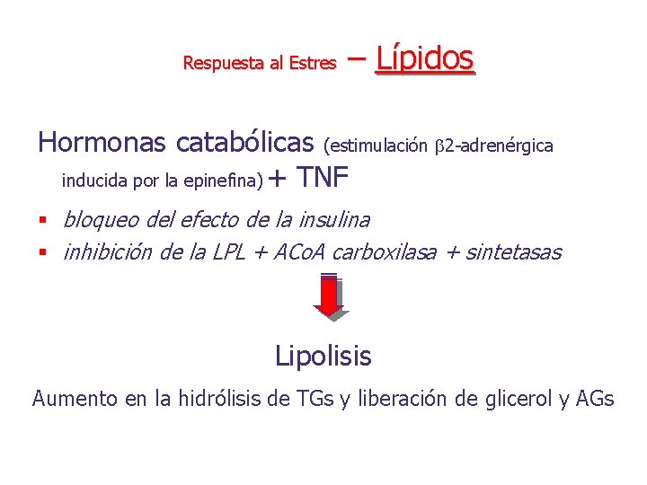 Respuesta al Estres – Lípidos Hormonas catabólicas (estimulación 2 -adrenérgica inducida por la epinefina)