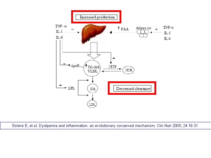 Esteve E, et al. Dyslipemia and inflammation: an evolutionary conserved mechanism. Clin Nutr 2005;