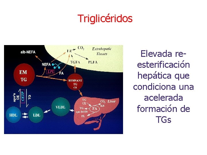 Triglicéridos Elevada reesterificación hepática que condiciona una acelerada formación de TGs 