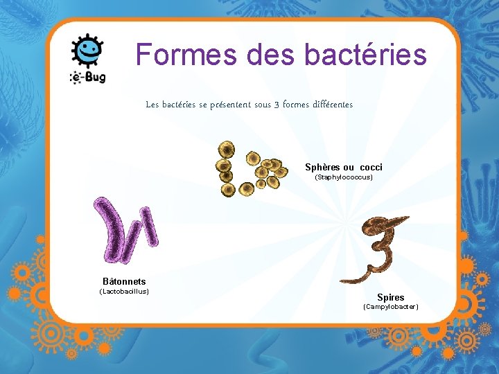 Formes des bactéries Les bactéries se présentent sous 3 formes différentes Sphères ou cocci