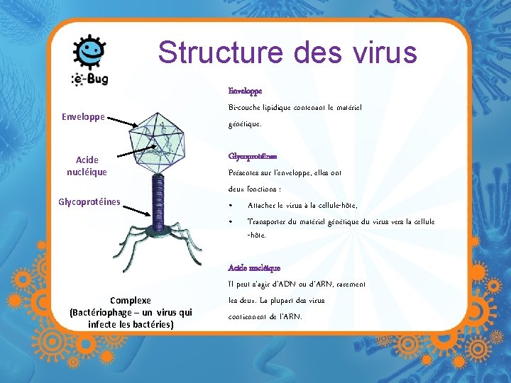 Structure des virus Enveloppe Acide nucléique Glycoprotéines Complexe (Bactériophage – un virus qui infecte