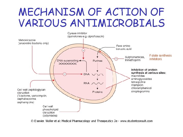 MECHANISM OF ACTION OF VARIOUS ANTIMICROBIALS Folate synthesis inhibitors 