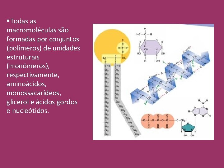 §Todas as macromoléculas são formadas por conjuntos (polímeros) de unidades estruturais (monómeros), respectivamente, aminoácidos,