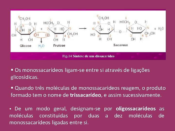 § Os monossacarídeos ligam-se entre si através de ligações glicosídicas. § Quando três moléculas