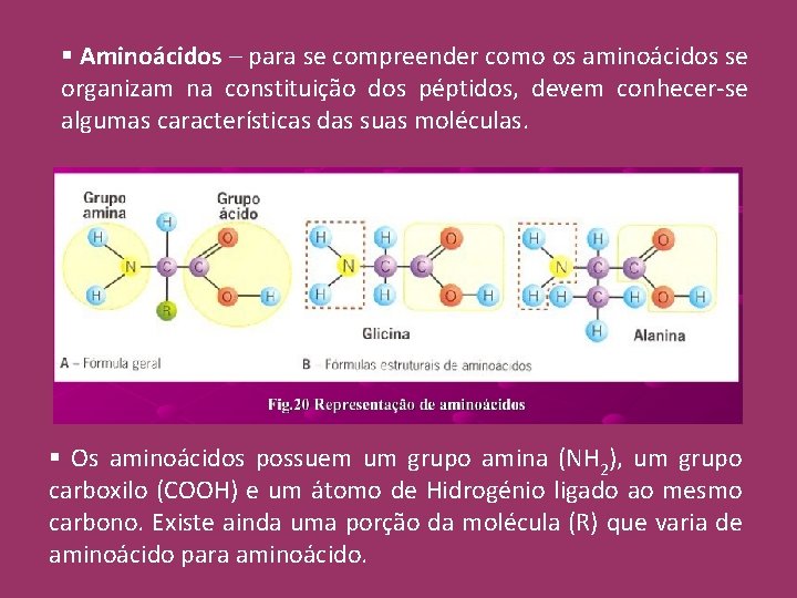 § Aminoácidos – para se compreender como os aminoácidos se organizam na constituição dos