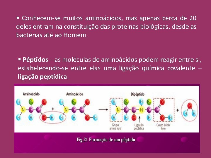 § Conhecem-se muitos aminoácidos, mas apenas cerca de 20 deles entram na constituição das