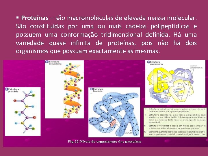 § Proteínas – são macromoléculas de elevada massa molecular. São constituídas por uma ou