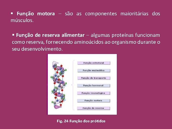 § Função motora – são as componentes maioritárias dos músculos. § Função de reserva