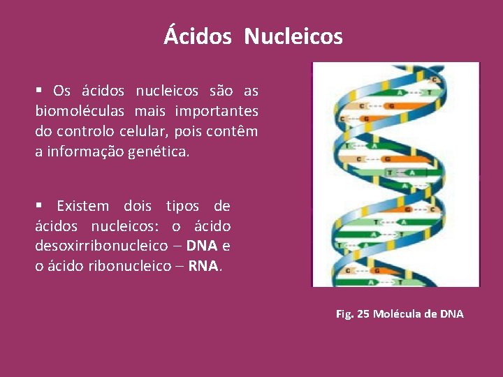 Ácidos Nucleicos § Os ácidos nucleicos são as biomoléculas mais importantes do controlo celular,