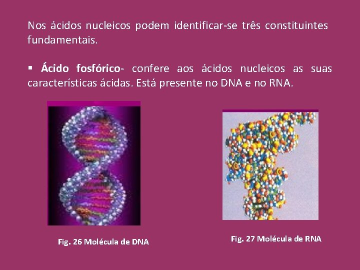 Nos ácidos nucleicos podem identificar-se três constituintes fundamentais. § Ácido fosfórico- confere aos ácidos