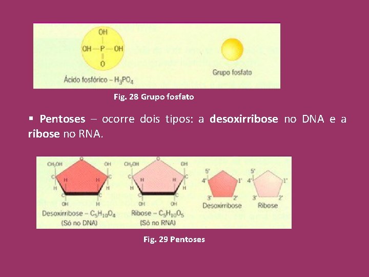 Fig. 28 Grupo fosfato § Pentoses – ocorre dois tipos: a desoxirribose no DNA