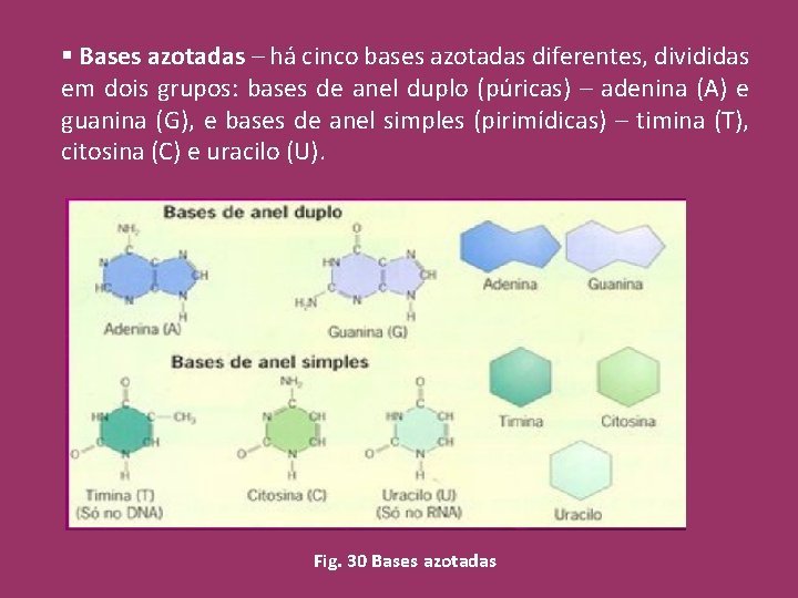 § Bases azotadas – há cinco bases azotadas diferentes, divididas em dois grupos: bases