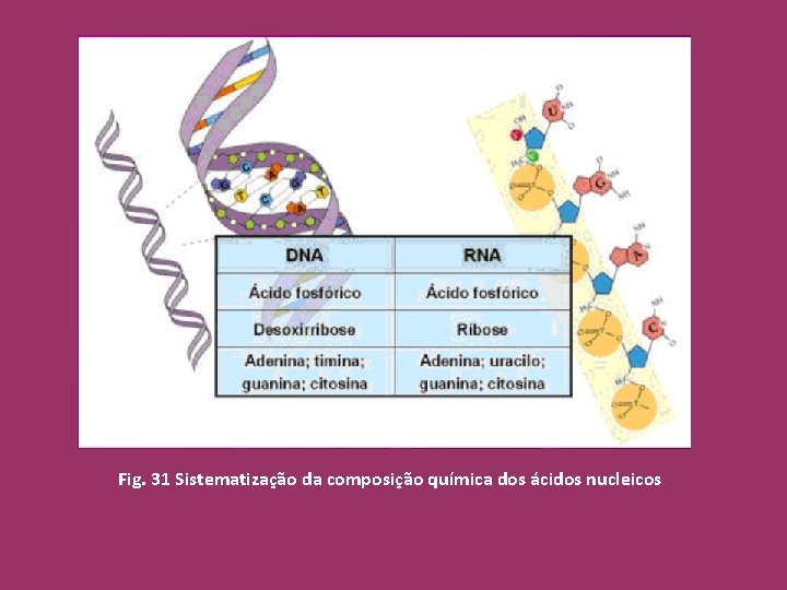 Fig. 31 Sistematização da composição química dos ácidos nucleicos 