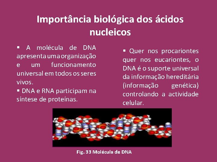 Importância biológica dos ácidos nucleicos § A molécula de DNA apresenta uma organização e