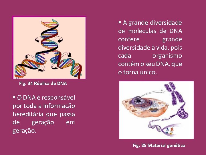 § A grande diversidade de moléculas de DNA confere grande diversidade à vida, pois