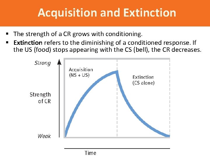 Acquisition and Extinction § The strength of a CR grows with conditioning. § Extinction