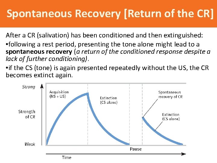 Spontaneous Recovery [Return of the CR] After a CR (salivation) has been conditioned and