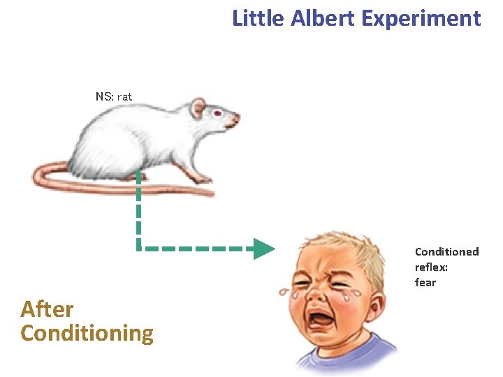 Little Albert Experiment NS: rat Conditioned reflex: fear After Conditioning 