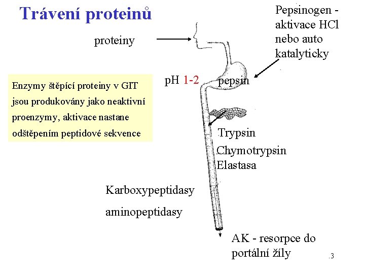 Pepsinogen - aktivace HCl nebo auto katalyticky Trávení proteinů proteiny Enzymy štěpící proteiny v