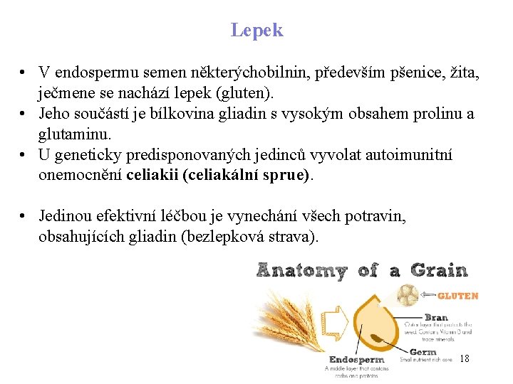 Lepek • V endospermu semen některýchobilnin, především pšenice, žita, ječmene se nachází lepek (gluten).