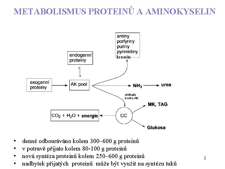 METABOLISMUS PROTEINŮ A AMINOKYSELIN kreatin • • denně odbouráváno kolem 300– 600 g proteinů