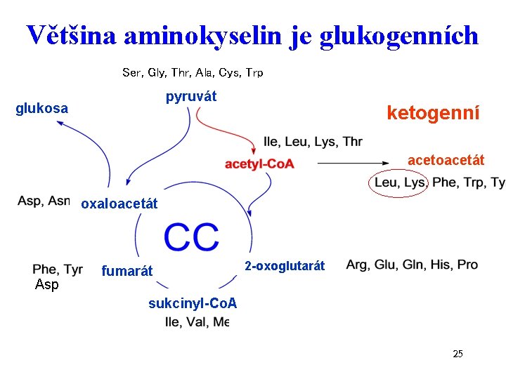 Většina aminokyselin je glukogenních Ser, Gly, Thr, Ala, Cys, Trp pyruvát glukosa ketogenní acetoacetát