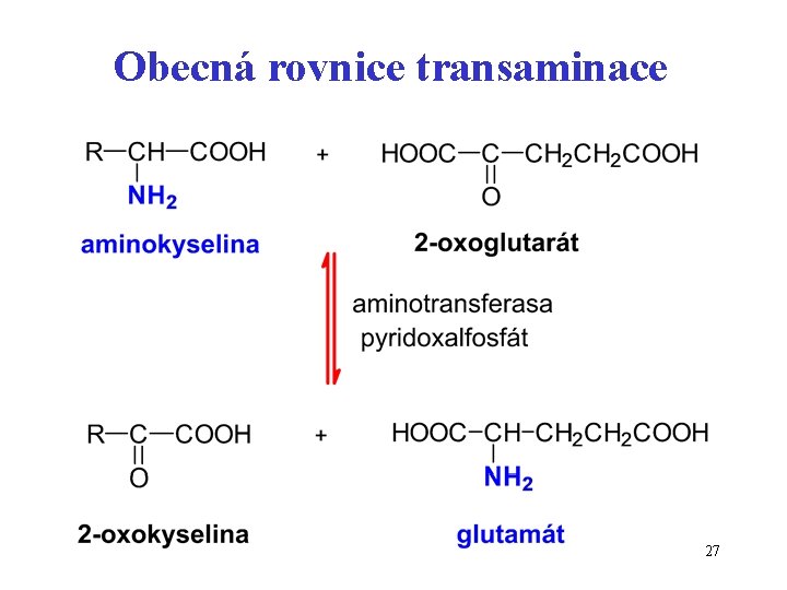 Obecná rovnice transaminace 27 