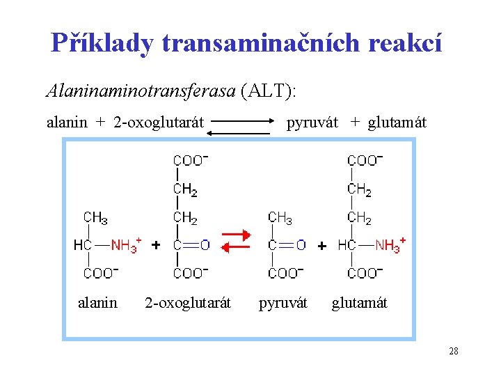 Příklady transaminačních reakcí Alaninaminotransferasa (ALT): alanin + 2 -oxoglutarát pyruvát + glutamát alanin 2