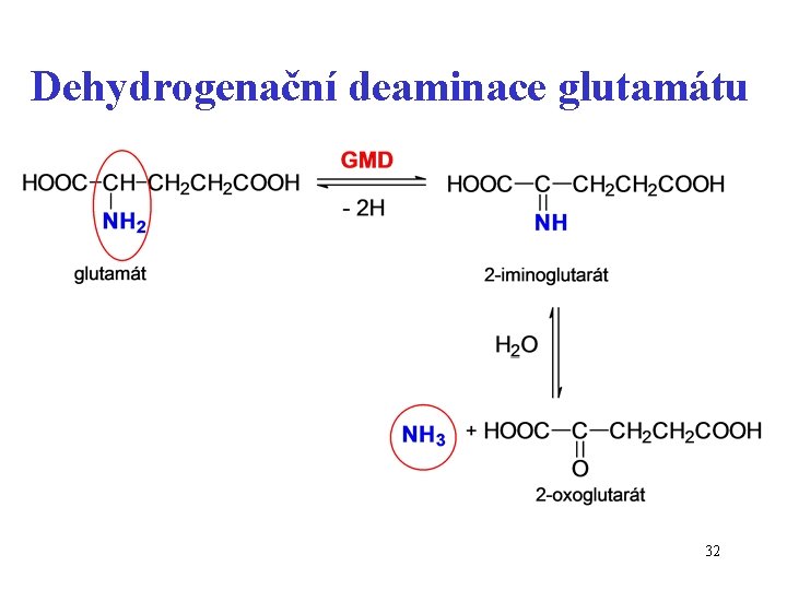 Dehydrogenační deaminace glutamátu 32 